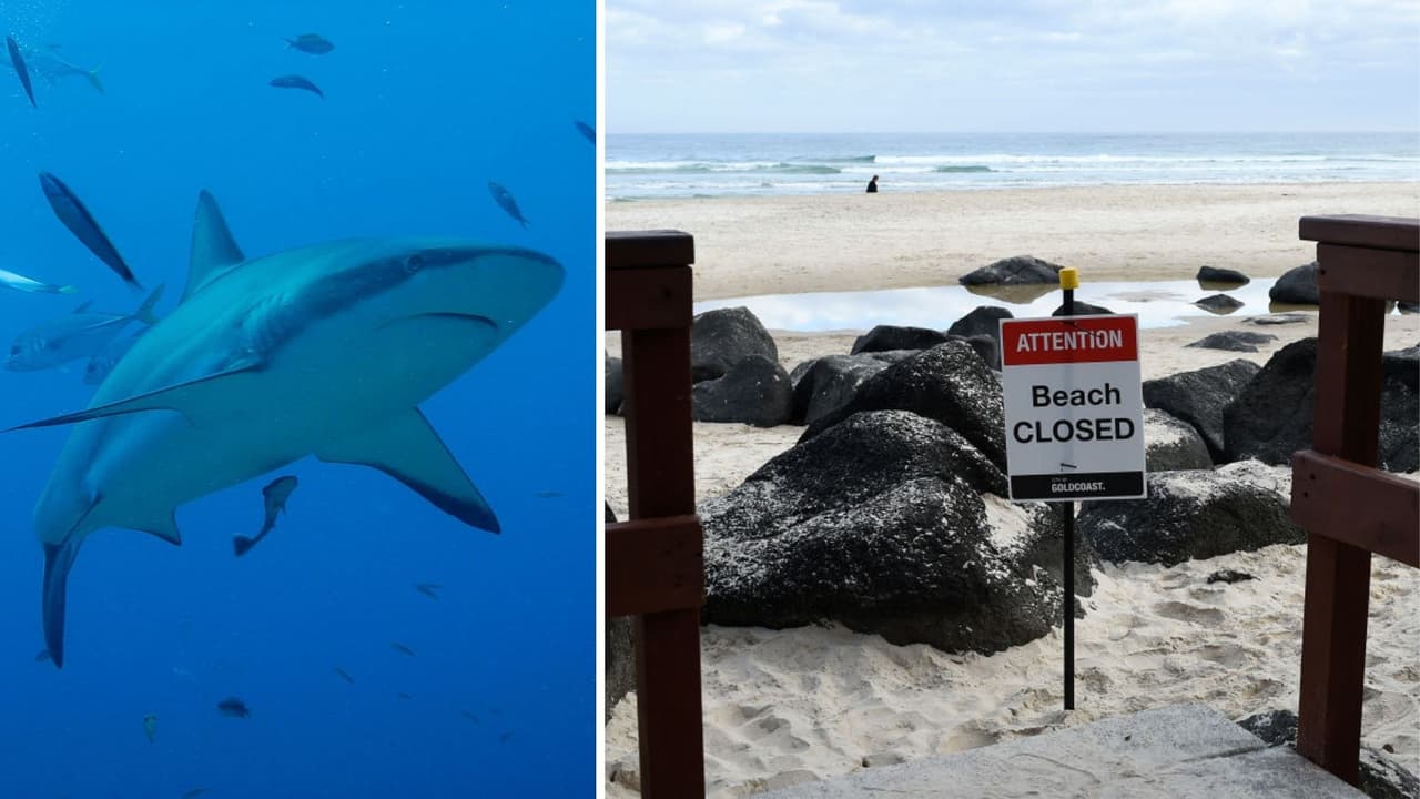 Tiburón blanco mató a un hombre de Sacramento en Nochebuena, confirman las autoridades