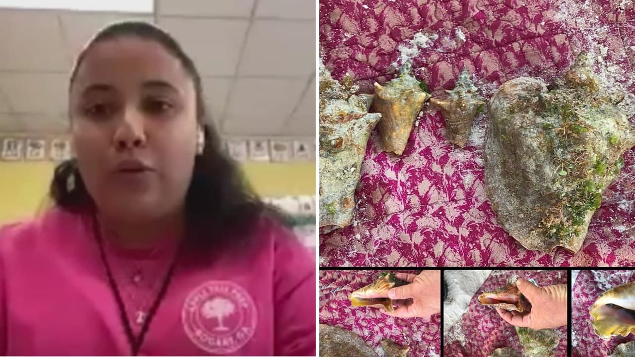 Arrestan a dreamer de Georgia por recoger caracoles en una playa de Florida