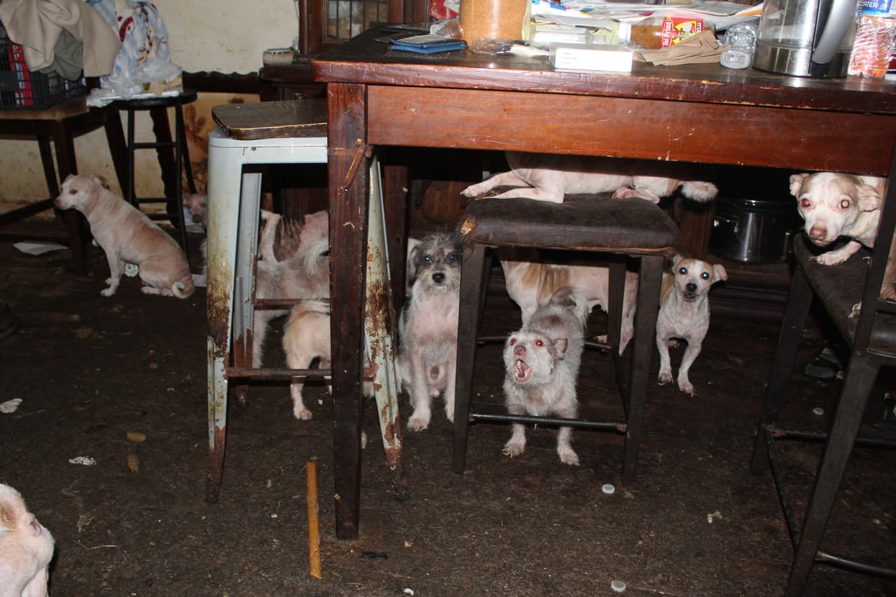 Menos de 24 horas antes, el martes 3 de junio, los investigadores de la SPCA de Houston y agentes del Precinto 1 del condado de Harris 
<b>descubrieron una escena igualmente alarmante en una propiedad de Tomball, cerca de Sorrel Meadows Drive. </b>
<br>