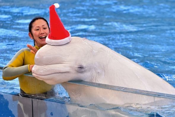 Esta beluga blanca sorprendió al público al dejarse poner el gorrito de Santa en el acuario Hakkeijima Sea Paradise en Yokohama , Tokio.