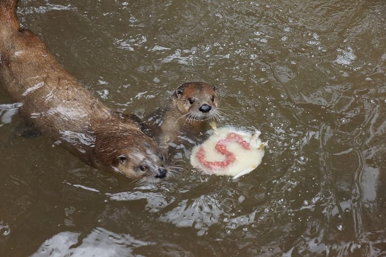 Y hasta al agua lo arrastraron.