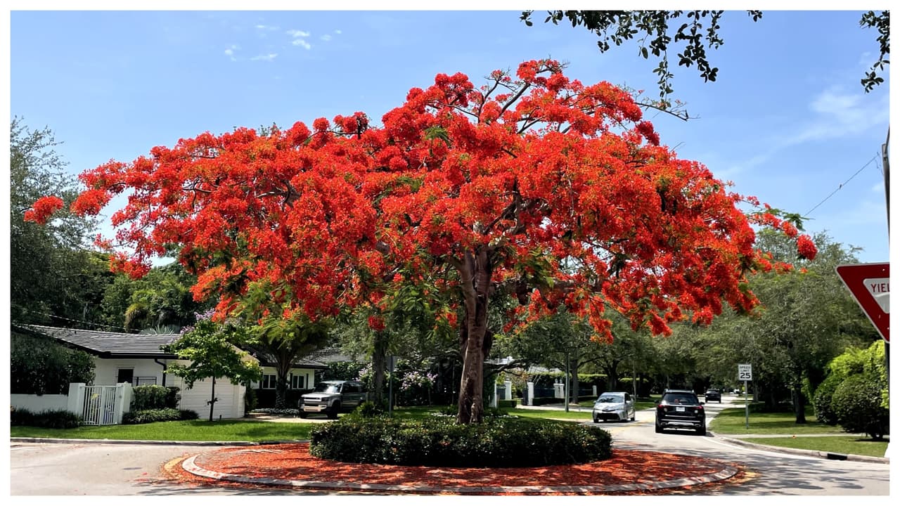 Este ejemplar de flamboyán está ubicado en Coral Gables. Específicamente en la rotonda de Blue Road y San Amaro Drive.