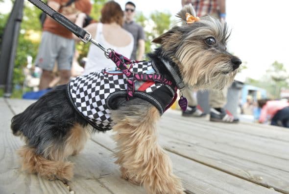 Decenas de perritos se disfrazaron y personificaron en tradicionales vestimentas para festejar el 5 de Mayo.