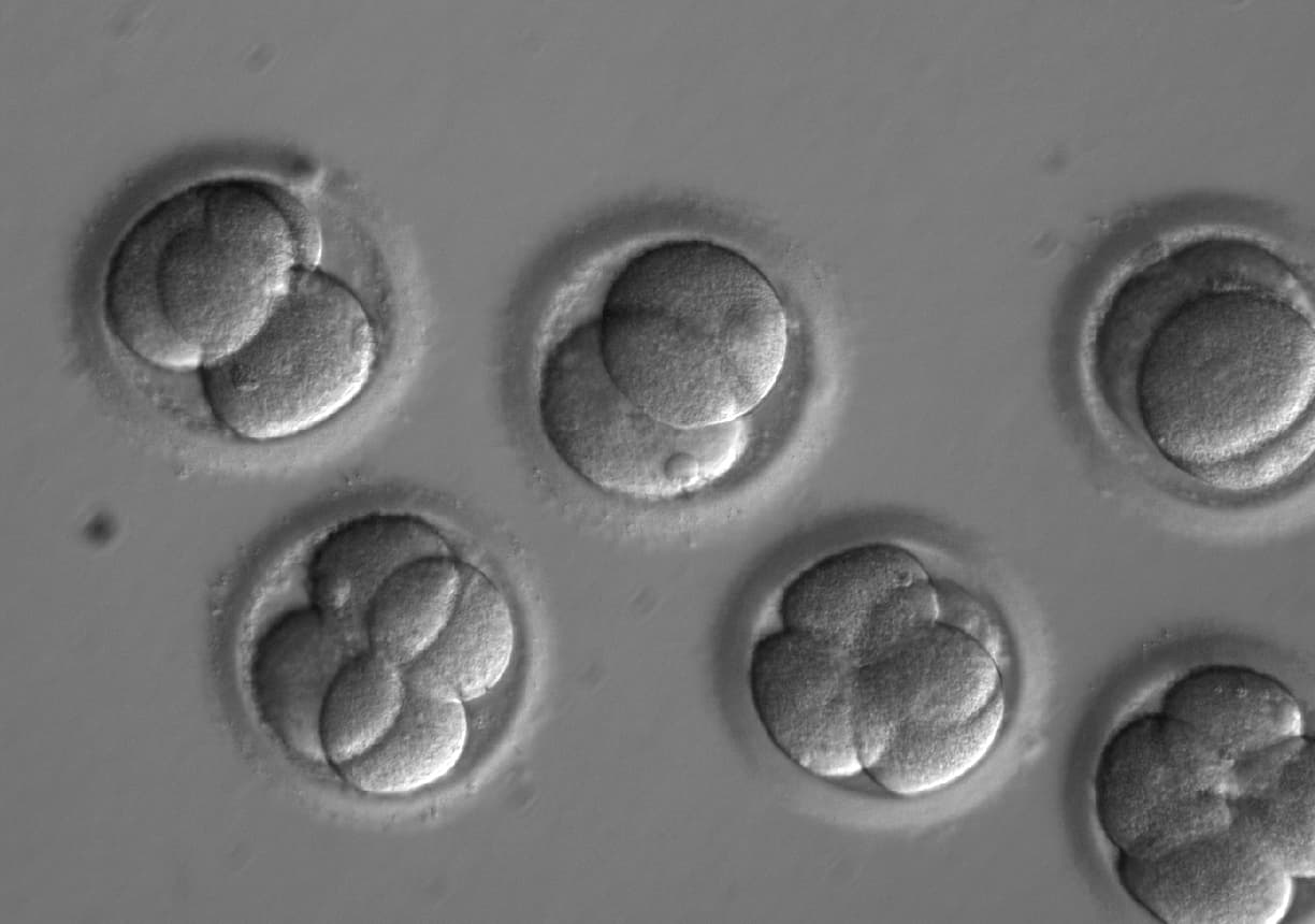 Científicos editan genes en embriones, un avance que busca proteger a bebés de enfermedades