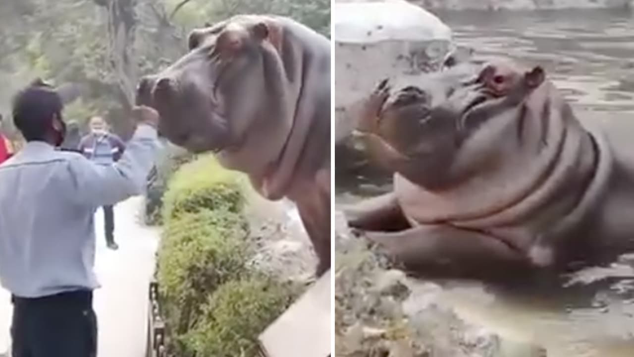 Guardia enfrenta a hipopótamo e impide que se escape del zoológico ¡A cachetadas!