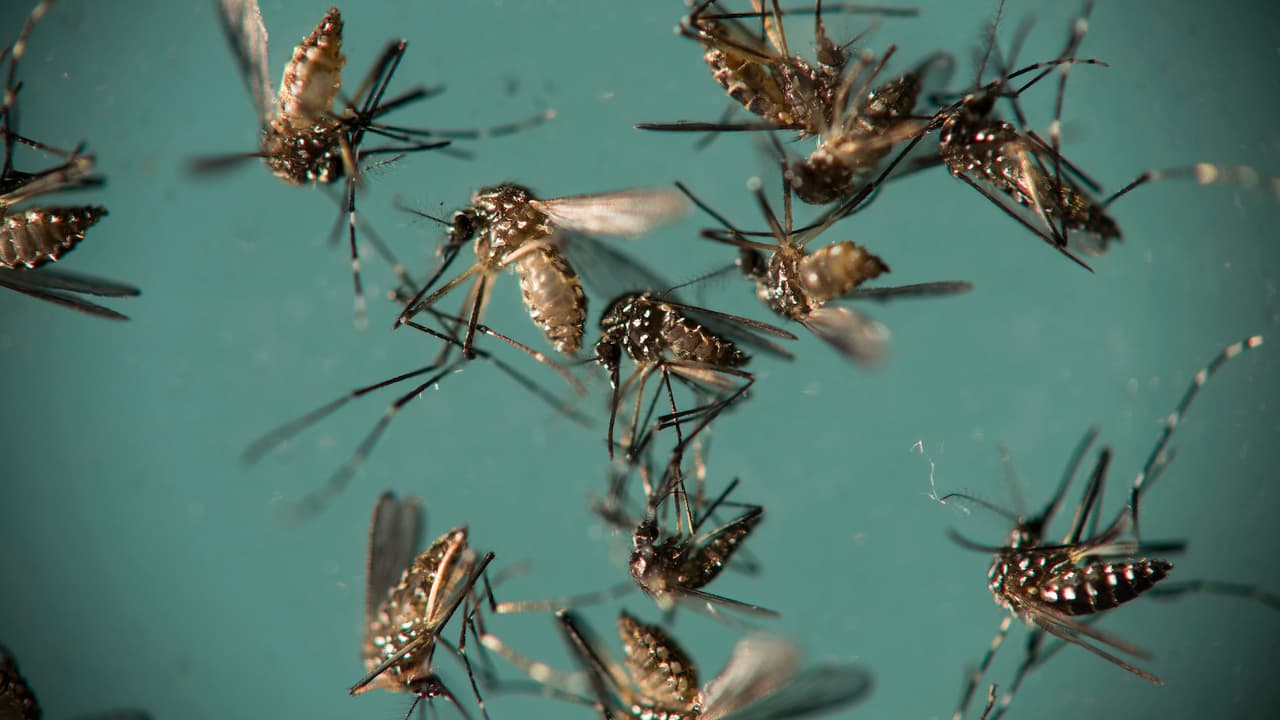 Otra forma de evitar las picaduras es evitando que haya agua estancada, ya sea secando, o si hay estancamientos en la calle, reportándolo a las autoridades pertinentes.