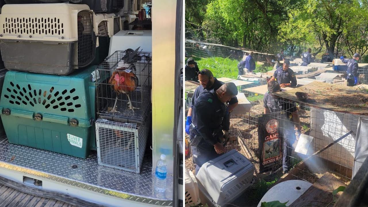 Así fueron hallados los gallos en este rancho al sur de Dallas y fueron trasladados a la Sociedad Protectora de Animales.