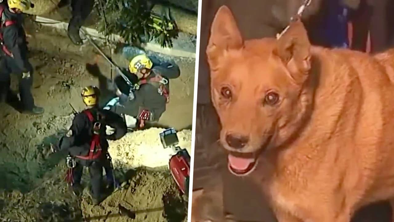 En video: el momento en que un perrito ciego es rescatado luego de caer en un hoyo de construcción