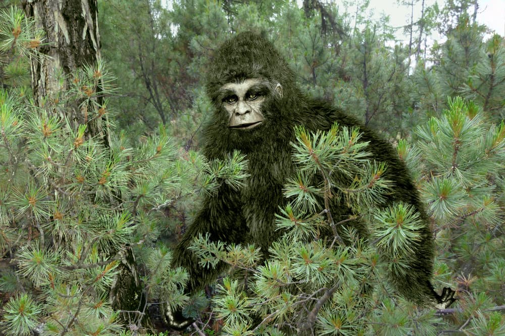 <b>6. PIE GRANDE</b>
<br>También conocido como 'Bigfoot' o el Sasquatch, es un supuesto animal de aspecto simiesco y de gran altura que habitaría los bosques, principalmente en la región del noroeste del Pacífico en América del Norte.