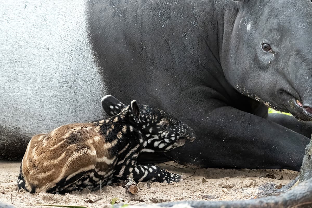 La madre del recién nacido es Tengi, una hembra de 8 años que llegó a Miami procedente del 
<a href="https://zootampa.org/" target="_blank">Zoológico de Tampa</a>.