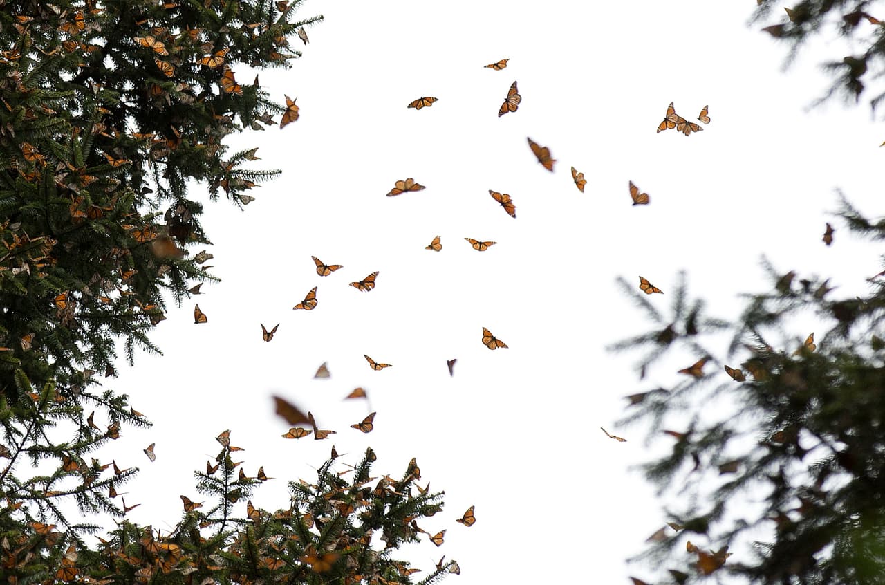 Después de pasar el invierno en las 
<a href="https://www.univision.com/temas/mexico-city">montañas del centro de México,</a> las mariposas migran hacia el norte y se reproducen en varias generaciones a lo largo de miles de millas. 
<b>Las crías que llegan al sur de Canadá emprenden el viaje de regreso a México a fines del verano.</b>
<br>
<br>"Es un verdadero espectáculo e incita tal asombro", dijo Anna Walker, bióloga conservacionista de New Mexico BioPark Society, quien participó en la confección de la lista.
<br>