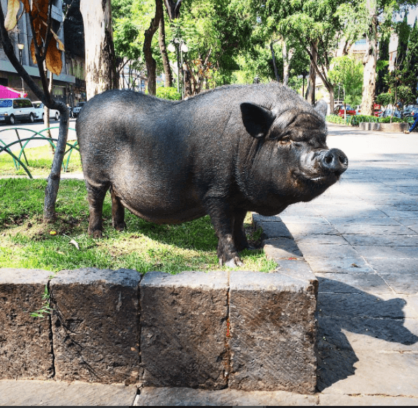 A pesar de su mala fama, Ángel ha asegurado que La Chata es un animalito sumamente limpio.