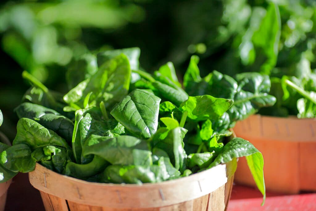 <b>2. Espinacas: </b>Como mismo ocurre con las fresas, las espinacas también llevan tiempo en el segundo lugar de la 'Docena Sucia'. Las espinacas, un alimento muy recomendado para la dieta por su riqueza en nutrientes, tienen en sus cultivos no orgánicos más residuos de pesticidas por peso que todos los demás productos analizados, asegura el EWG. Tres cuartas partes de las muestras analizadas estaban contaminadas con un insecticida neurotóxico cuyo uso está prohibido en cultivos alimentarios en Europa, añade el informe.