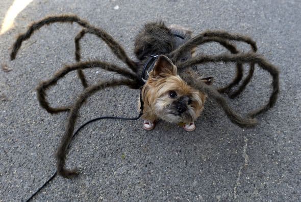 ¡Spiderman, Spiderman, Spiderman! Realmente aún no sabemos si este cachorrito está vestido del Hombre Araña o del ébola, pero trata de cerciorarte de que tu can se sienta cómodo con su Outfit.