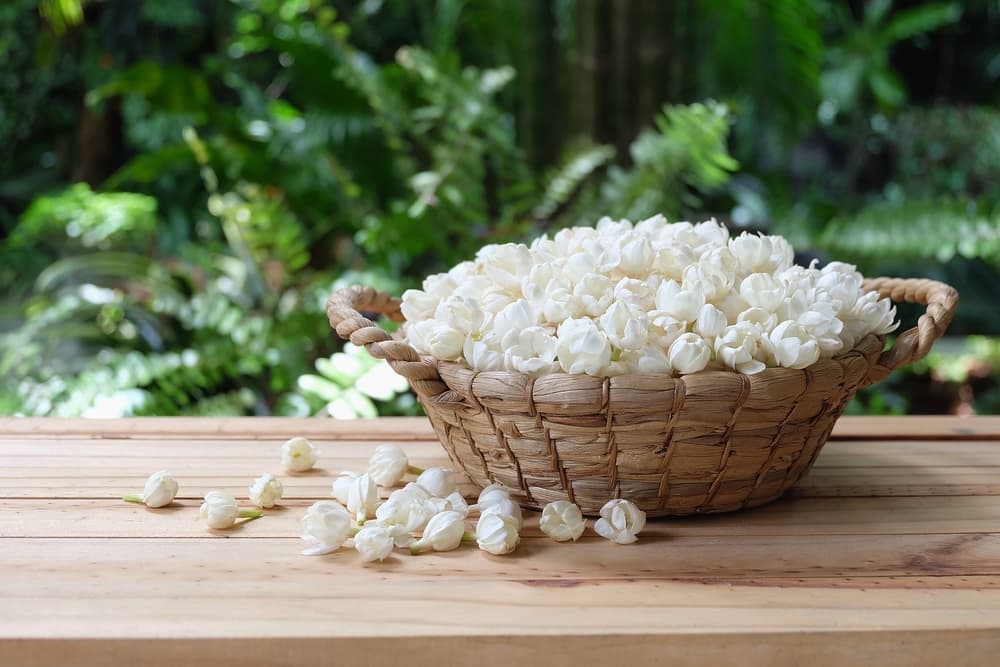 Entre otras propiedades medicinales sirve para tratar afectaciones del aparato respiratorio, pues un té de jazmín sirve para ayudar a calmar la tos, mejorar la respiración y tratar la bronquitis. También alivia la pesadez estomacal pues es un excelente digestivo.