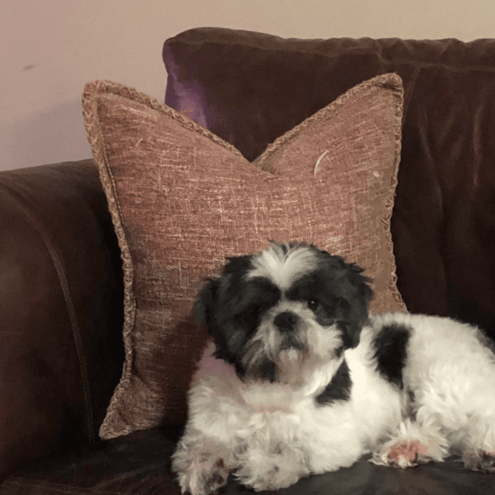 Mi perro se llama teddy.