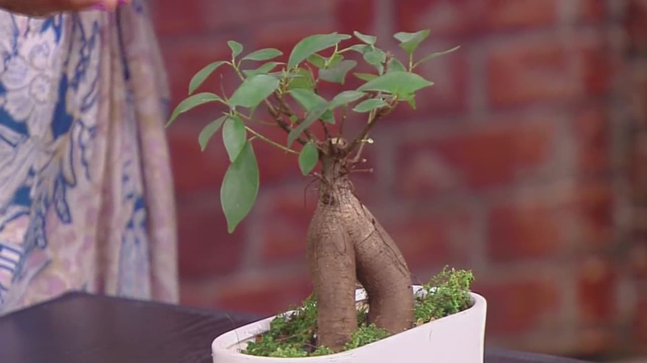 Plantas que debes tener en casa para atraer la buena suerte