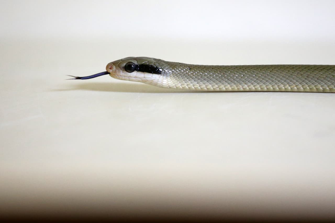 Una víbora taiwanesa es parte de los animales que rescataron.