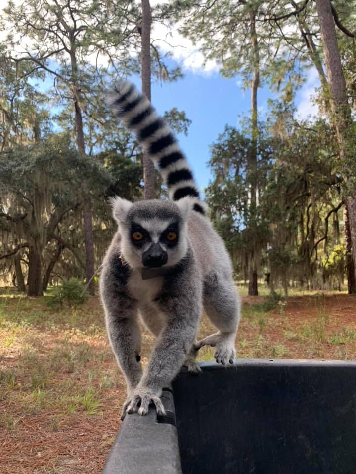 Sin embargo, los visitantes pueden explorar sus 11 millas de costa virgen. Alquila un barco privado para llegar a la playa y buscar lémures. La isla de Santa Catalina y la isla de Madagascar son los dos únicos lugares del mundo donde los viajeros pueden observar estas criaturas en estado salvaje.