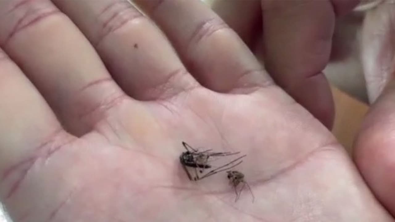 Florida reporta 32 casos de virus Oropouche: impacto de las lluvias y el turismo en la propagación