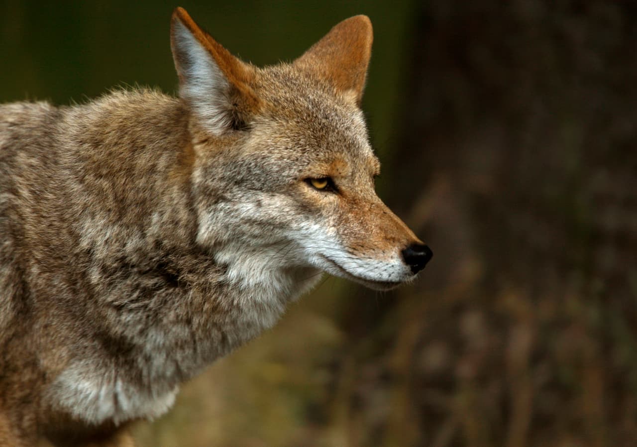 <b>4. </b>Los perros grandes deben ser llevados adentro después de que anochece.