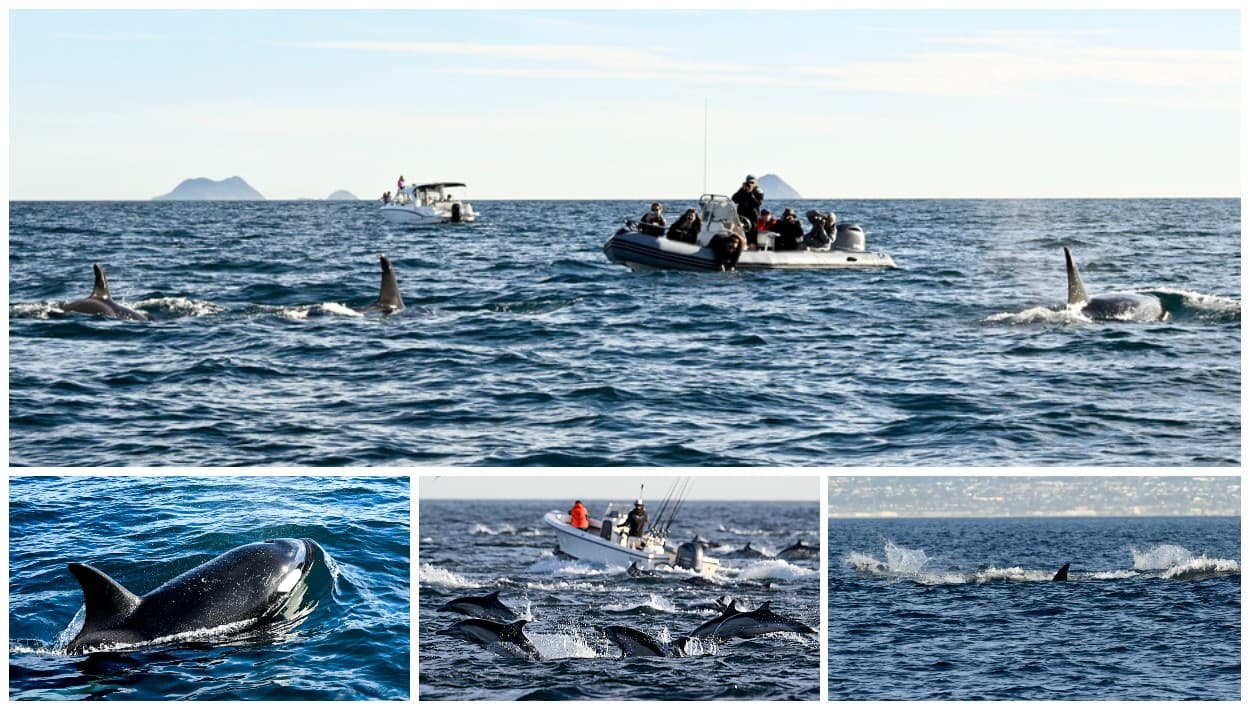 Orcas se niegan a dejar San Diego porque está lleno de lo que más les gusta