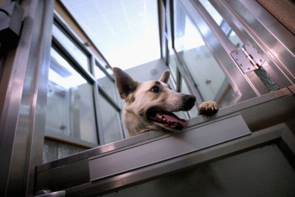 Una ventaja de los perros adultos es que en general son tranquilos, mejor portados, tienen hábitos ya adquiridos, y solo tendrás que enseñarles a adaptarse e integrarse a tu hogar.