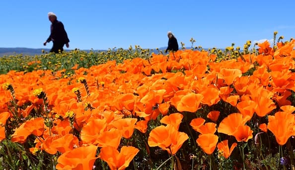 Lo que debes saber antes de visitar el Valle del Antílope en California