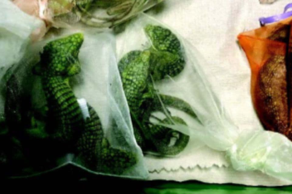 De la selva a las redes sociales: la historia del traficante que movió 1,700 reptiles entre México y Estados Unidos