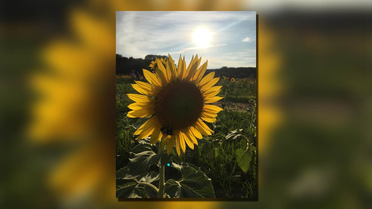 El estacionamiento público está disponible en el lote de grava en Hunt Drive y estará abierto al público los siete días de la semana desde el amanecer hasta el anochecer.