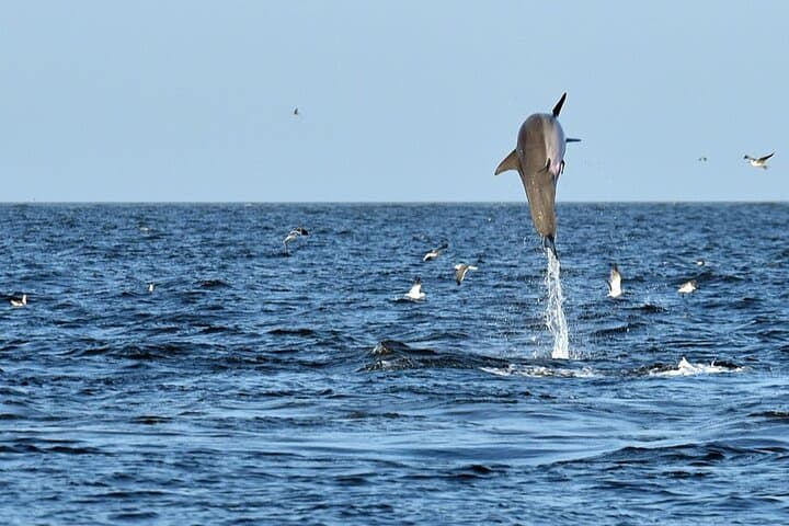 <a href="https://www.tripadvisor.com/AttractionProductReview-g35034-d21324643-Jekyll_Island_Dolphin_Tours-Jekyll_Island_Golden_Isles_of_Georgia_Georgia.html"><b>Ve a la playa y -si puedes- busca a los delfines</b></a>. Las aguas de la costa de Georgia, como las de la isla Jekyll, están repletas de manadas de delfines nariz de botella y podrías buscar un recorrido en barco que te ayudará a encontrarlos. Navega a través de canales costeros, marismas y playas salvajes en busca de delfines y otros animales salvajes como manatíes, tortugas marinas y aves marinas.