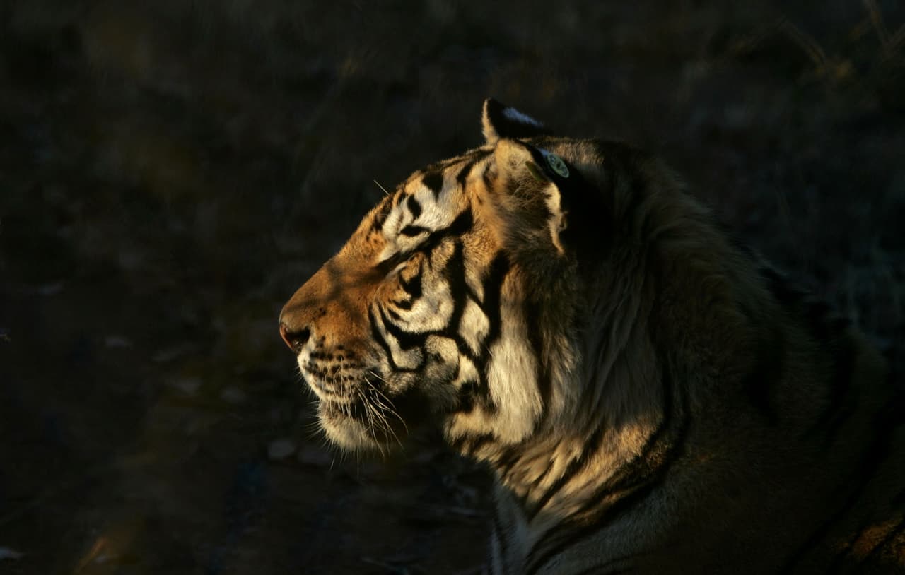 El Mes del Tigre en el horóscopo chino se extiende desde el 20/21 de enero hasta el 19/20 de febrero (y coincide con el signo zodiacal Acuario, aunque no necesariamente implica que todos los nativos de Acuario sean del signo chino del Tigre o todos los de ese signo, sean acuarianos o acuarianas, ya que no son equivalentes, aunque podría ser así si coincidieren la fecha y año de nacimiento. Por: Profesor Zellagro.