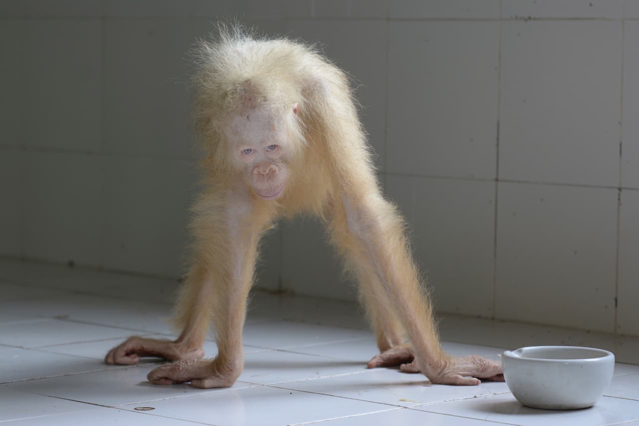 Su estado también es frágil. "Falta mucho para que se recupere debido al trauma que atravesó al perder a su madre y por su captura ilegal", dijo la organización en un comunicado citado por AP. (Indrayana/BOSF vía AP)