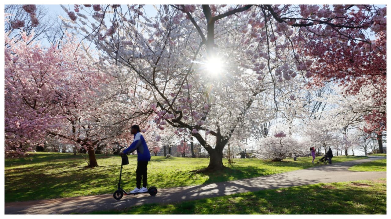 Branch Brook Park en Newark, N.J., no solo tiene la mayor cantidad de cerezos en del país, también es parque de condado más longevo: fue el primero de esta clase en Estados Unidos: en 1980, según los Registros de Lugares Históricos de Nueva Jersey (1980) y, en el Nacional, 1981