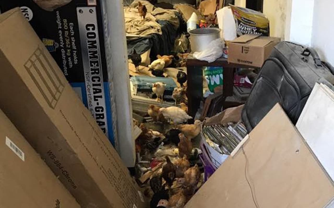 Encuentran cerca de 2,000 animales en un almacén convertido en zoológico-basurero