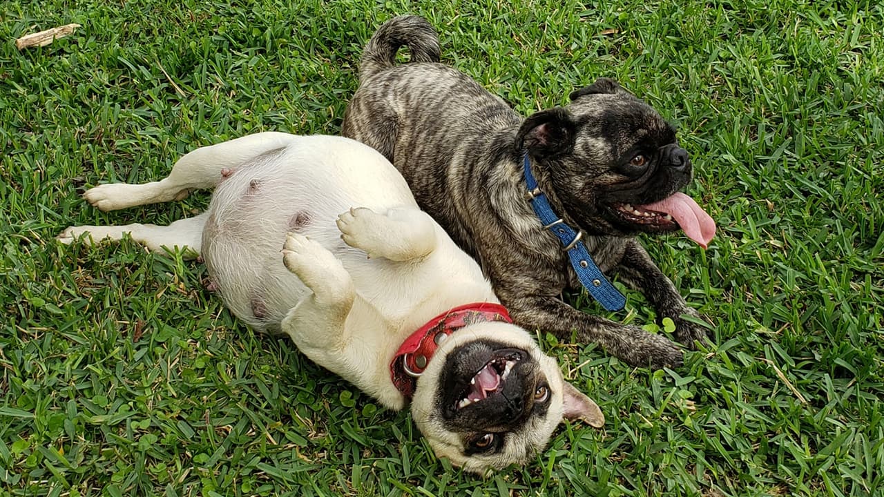 "Mis compañeros de vida...".