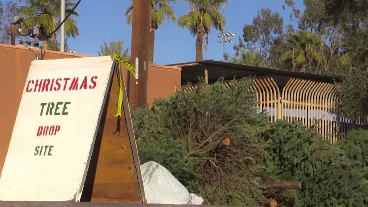 Cómo y dónde reciclar tu árbol de navidad en Arizona