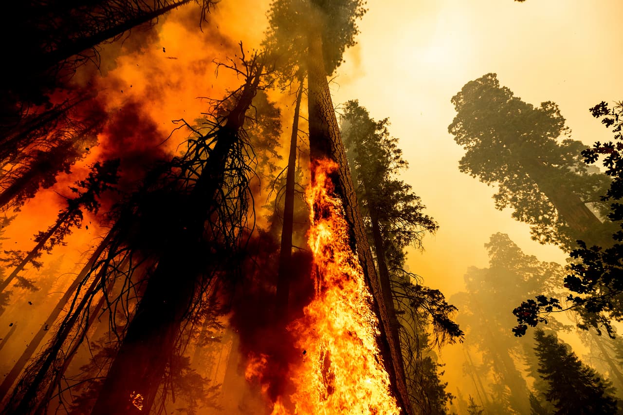 La sequía histórica en el oeste del país, ligada al cambio climático, está dificultando la lucha contra los incendios forestales. Solo en California, la temporada de incendios de este año ha matado a millones de árboles. Los científicos dicen que el 
<a href="https://www.univision.com/temas/cambio-climatico">cambio climático</a> ha hecho que las condiciones sean mucho más cálidas y secas en los últimos 30 años y sus efectos continuarán haciendo que el clima sea más extremo y los incendios forestales más frecuentes y destructivos.