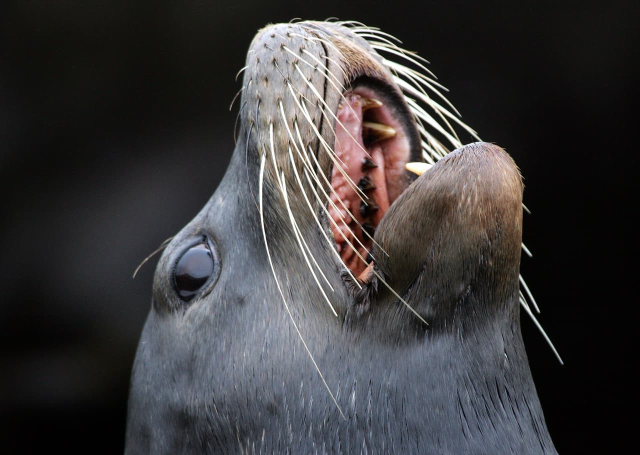 Esto es lo que se sabe de los dos ataques de leones marinos en San Francisco en menos de 24 horas