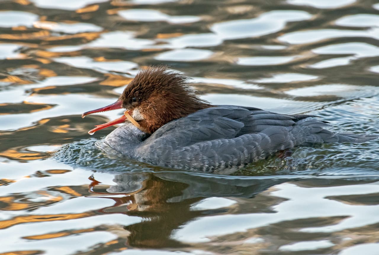 Common merganser