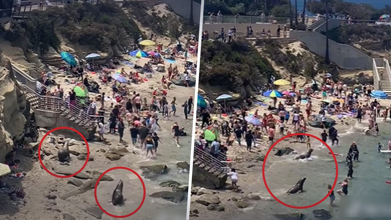 Video de TikTok deja ver a leones marinos persiguiendo a bañistas en playa de San Diego