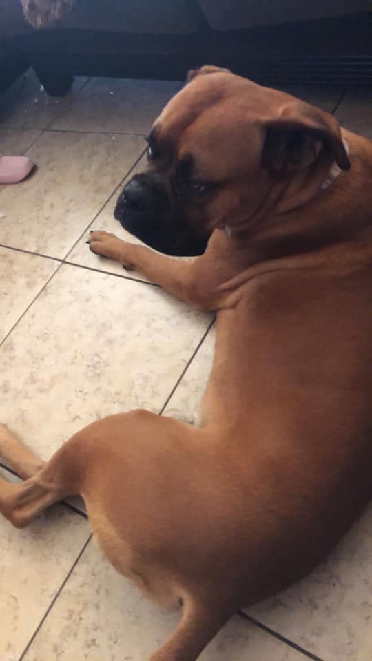 Vin es el bóxer de Mónica.