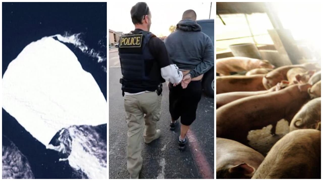 La semana en video: una persona contrae gripe porcina y el iceberg más grande del mundo se mueve
