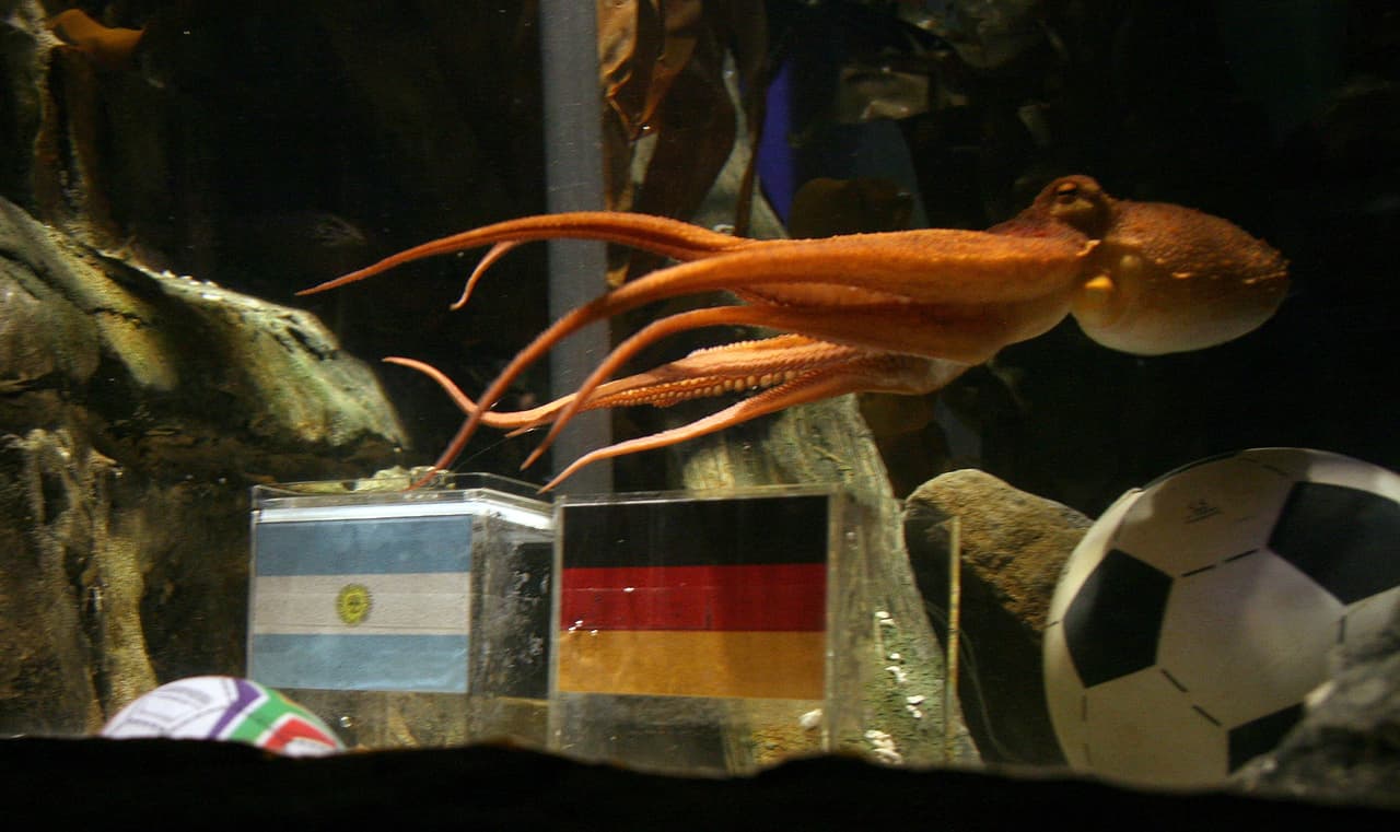 En Sudáfrica 2010 volvió a tener la perfección en sus elecciones y eso llamaba cada vez más al atención.