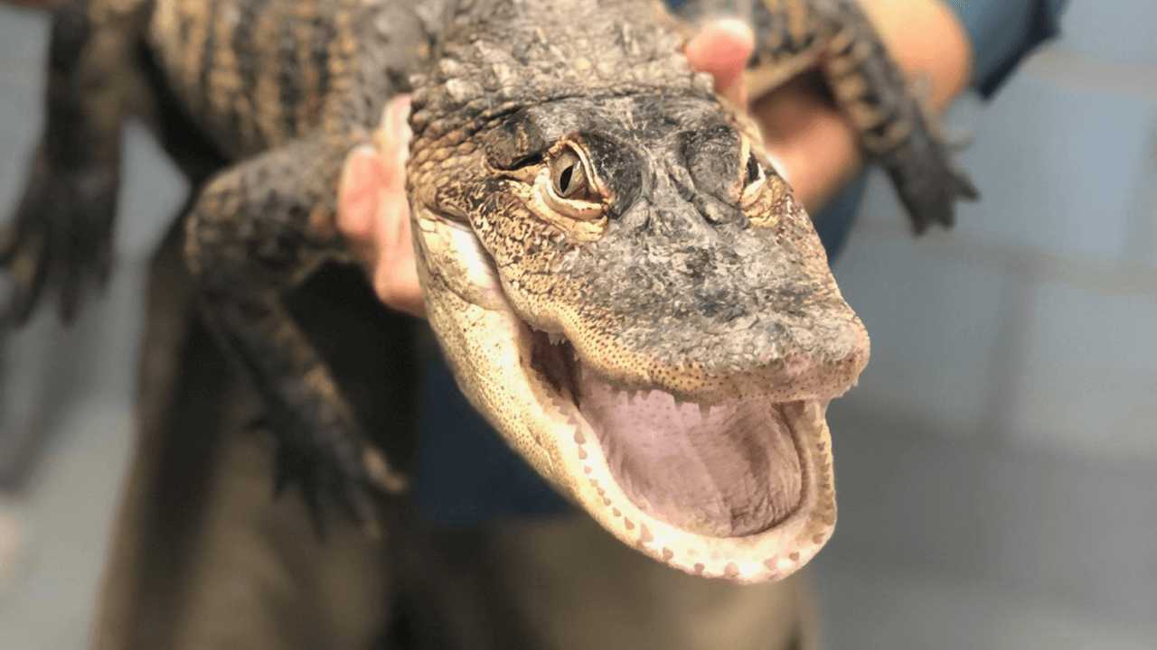 El caimán de Humboldt Park capturado.