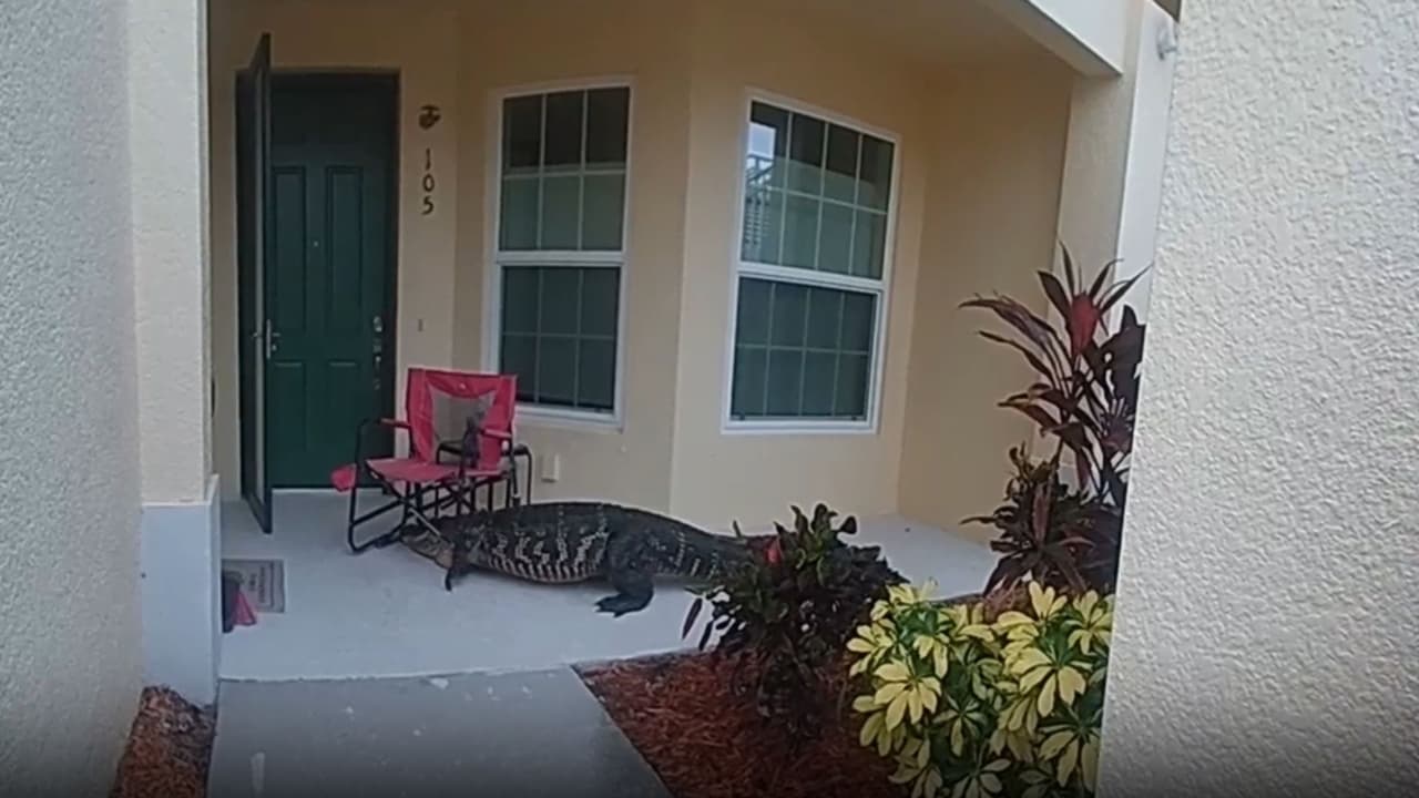 Caimán con una silla atorada en la cabeza “llama” a la puerta en vecindario de Florida: así reaccionaron las autoridades