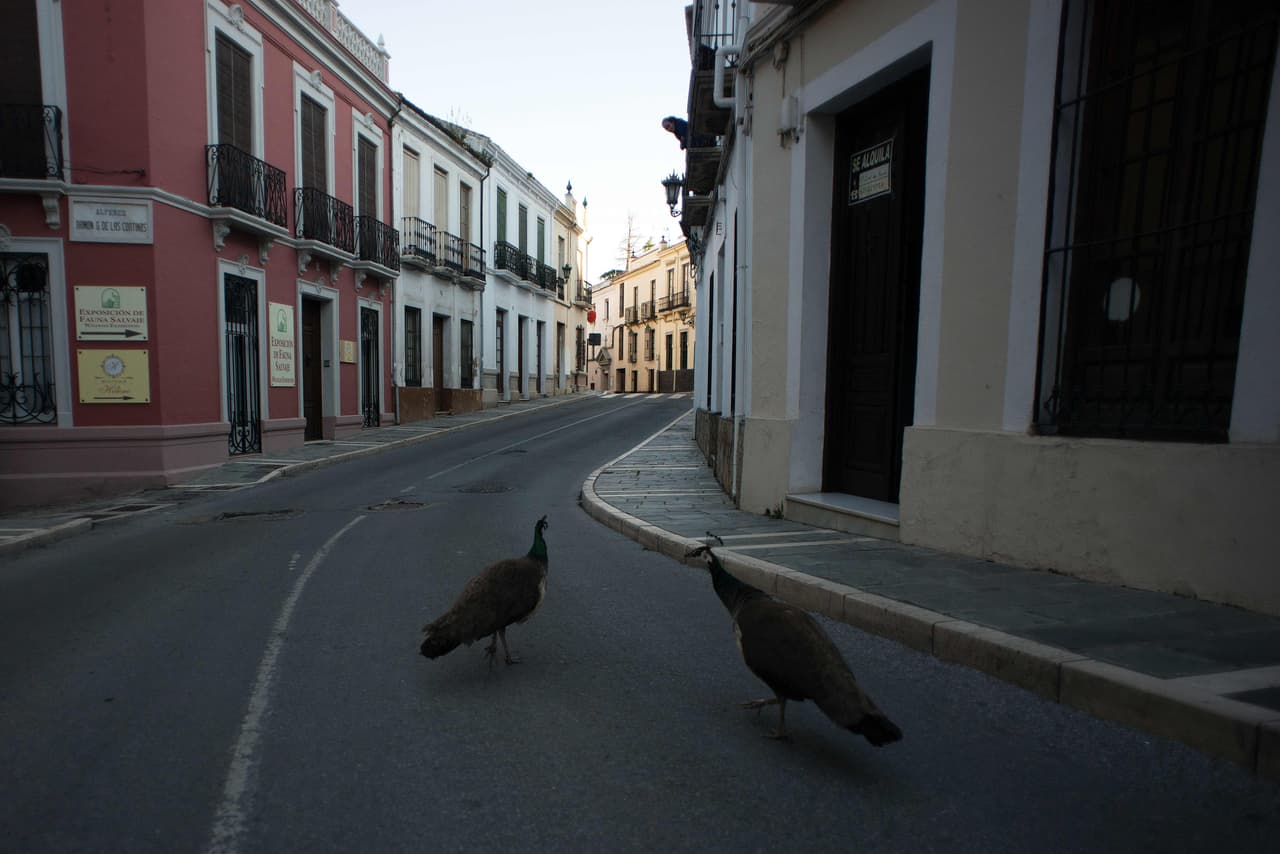 Aunque la población está habituada a su presencia, en estos días pavos reales recorren la ciudad de Ronda, en el sur de España, caminado por el medio de las vías.