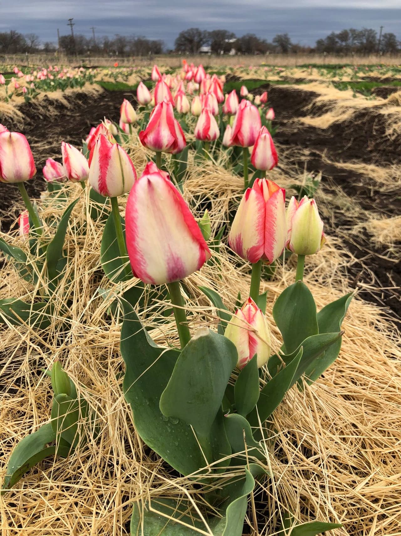 La temporada de tulipanes solo durará alrededor de un mes.