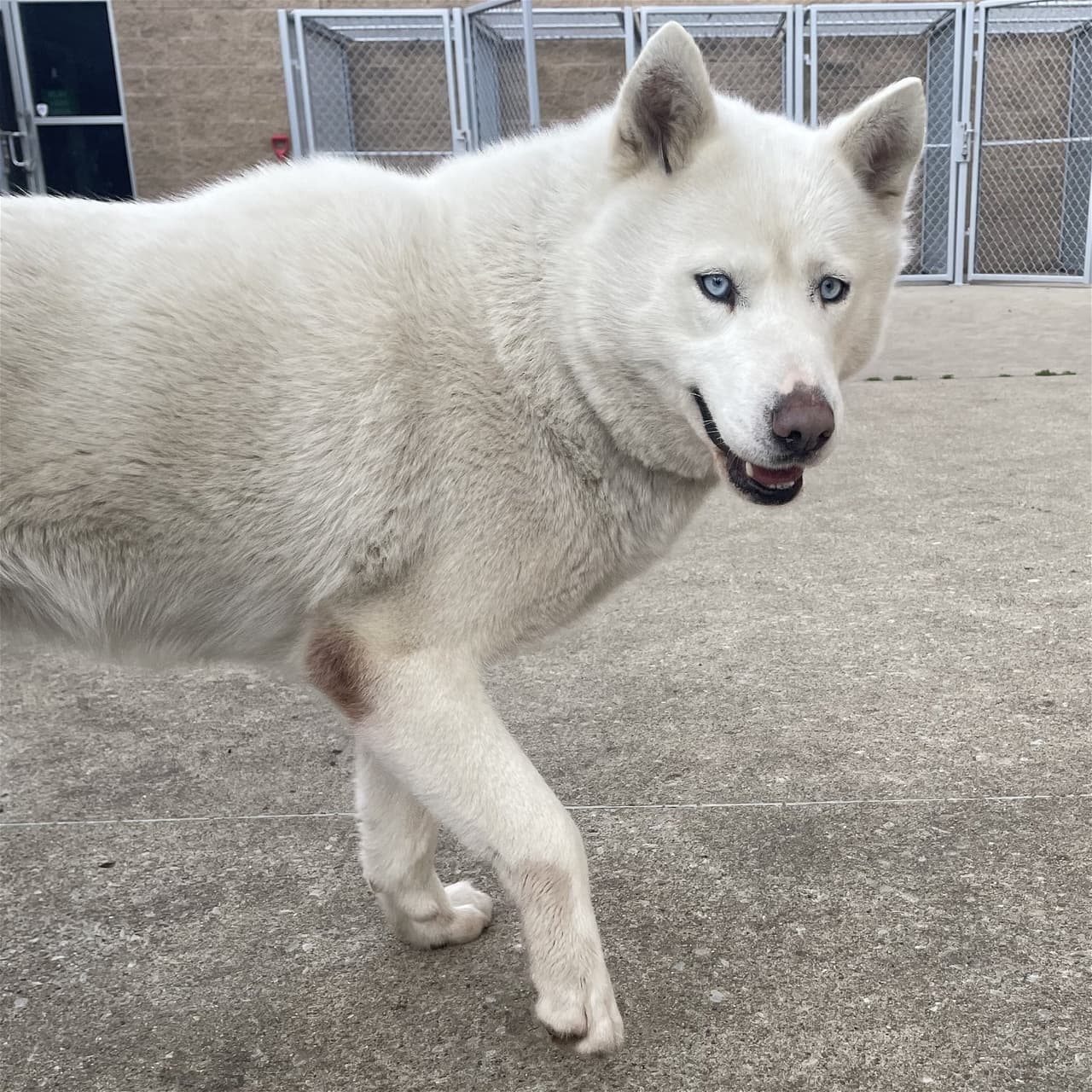 Luna es una mezcla de Husky con 4 años de edad. La definen como amorosa y juguetona.
