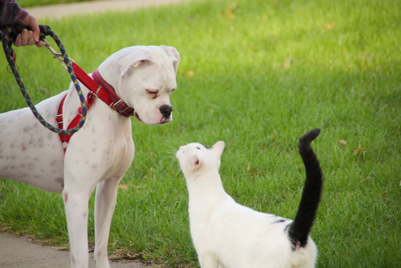 A las mascotas no sólo se les prepara para estar alrededor de humanos, sino también de otros animales. Hacer que tu mascota interactúe evita que tenga problemas de comportamiento.
